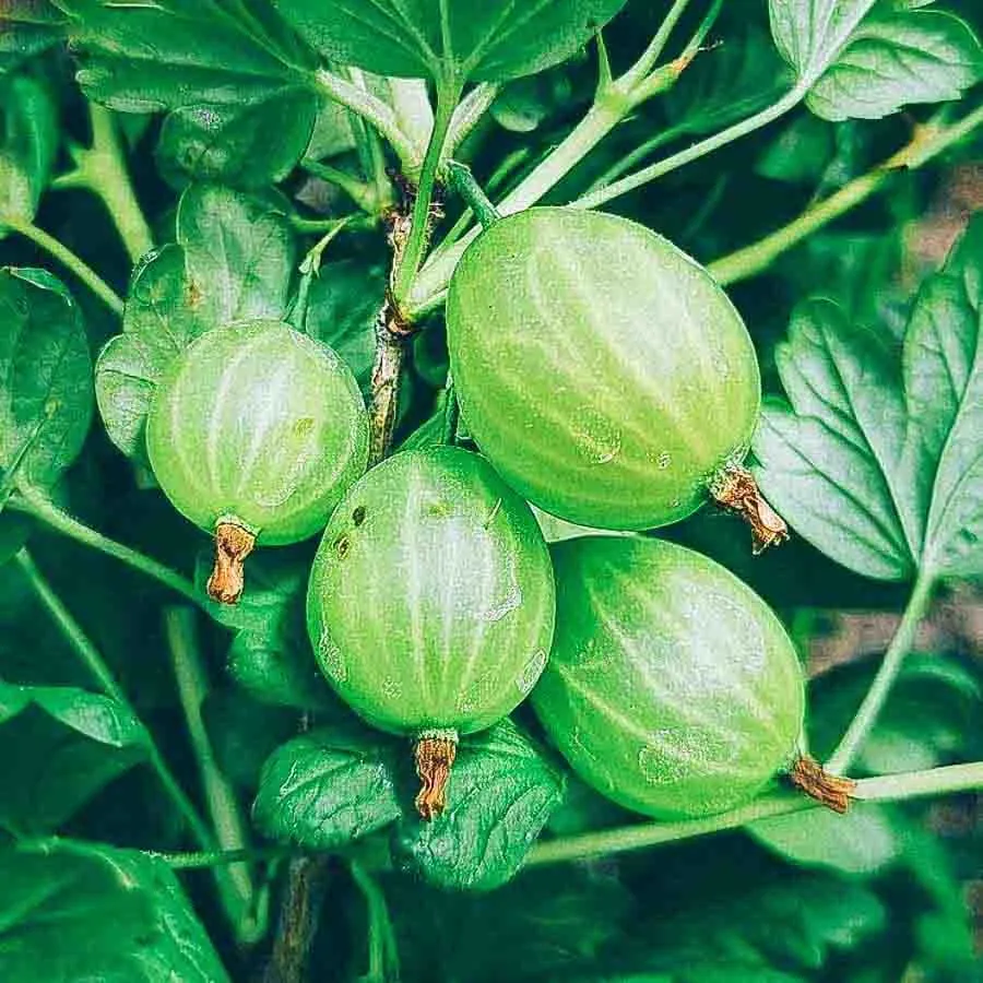Krusbär Martens med ljusgröna, runda och ådriga bär, hängande från kraftiga grenar omgivna av frodiga, mörkgröna blad.