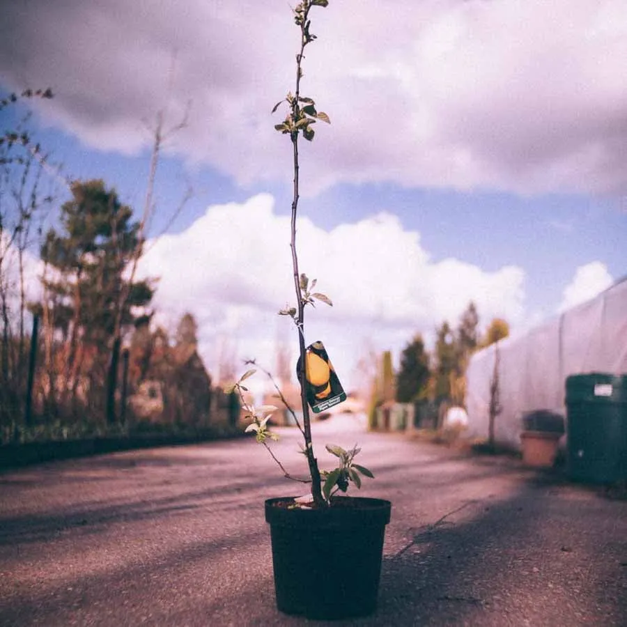 Kvitten Bereczki, ett ungt träd i svart kruka på en asfalterad väg under en himmel med stora vita moln.