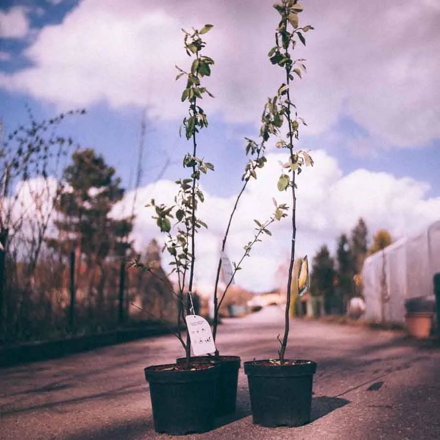 Kvitten 'Darunok Onuku' (Cydonia oblonga), två unga plantor i svarta krukor stående på en asfalterad väg under en ljusblå himmel med vita moln.