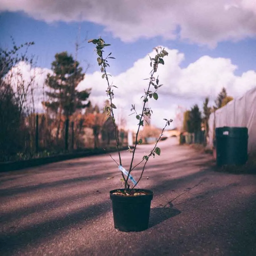 Kvitten Miagkopladnaja i svart plastkruka stående mitt på en asfalterad väg, omgiven av växthus och träd under en delvis molnig himmel.