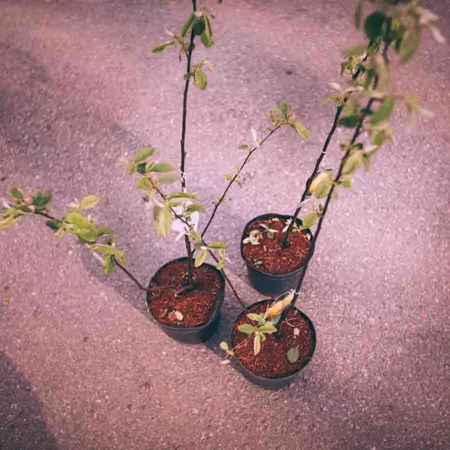 Kvitten Vranja som ungt träd i kruka, fotograferad uppifrån mot en rosaaktigt tonad asfaltsyta.