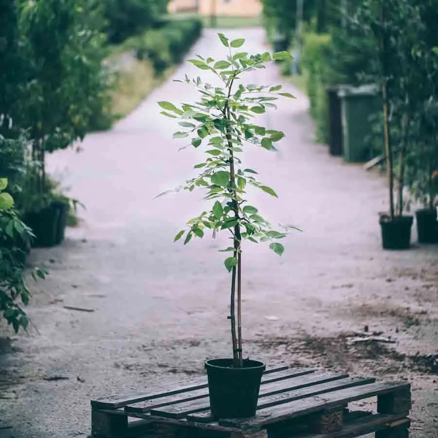 Maackia amurensis i svart kruka placerad på lastpall i plantskolemiljö.
