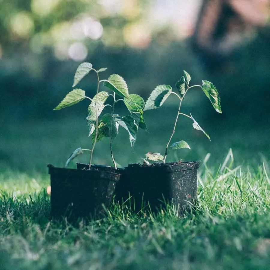 Mullbär Illinois everbearing i små svarta krukor med tunna stammar och gröna blad, stående på gräsmatta.
