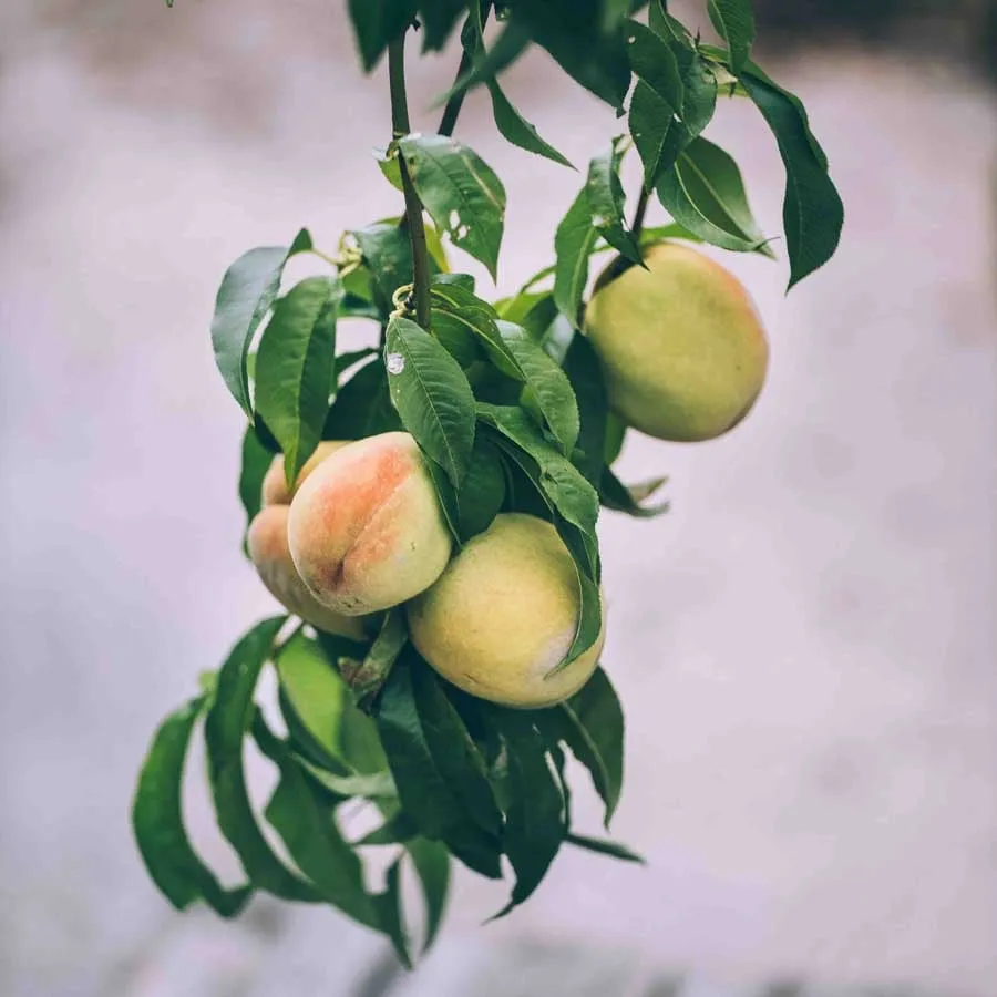 Persika Inka med frukter i klasar, omgivna av avlånga gröna blad.