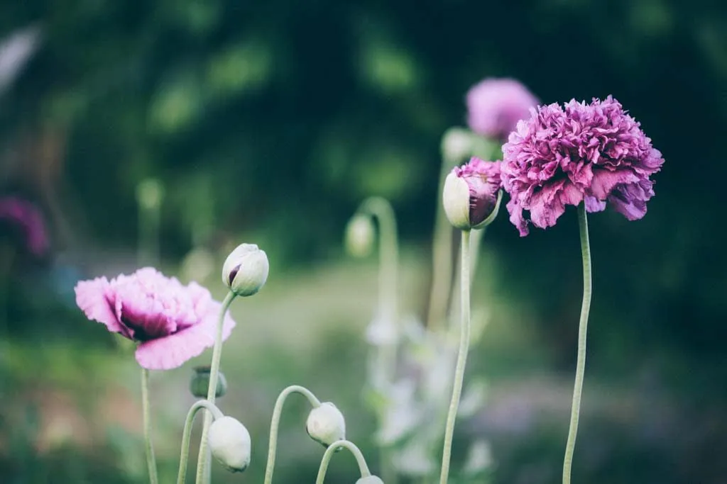 Pionvallmo i olika stadier av blomning med dubbla och enkla lila blommor mot suddig grön bakgrund.
