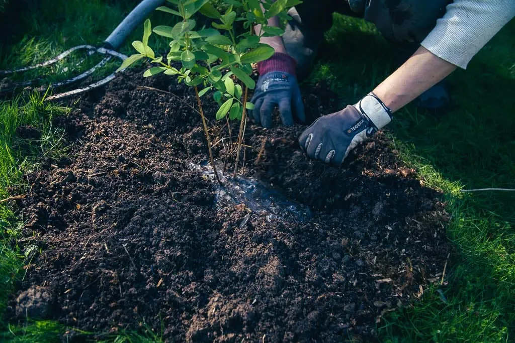 Plantering av blåbärstrybuske i trädgård med fuktig jord och trädgårdshandskar.