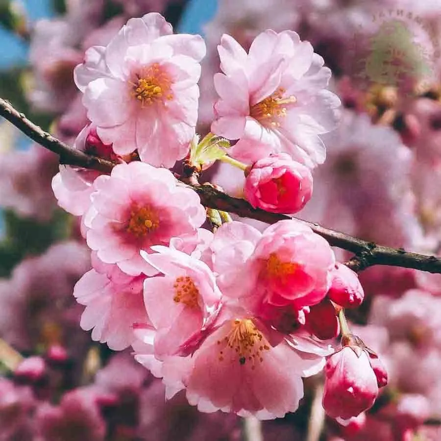 Prydnadskörsbär Vårkörsbär Accolade med fyllda, ljusrosa blommor i klasar.