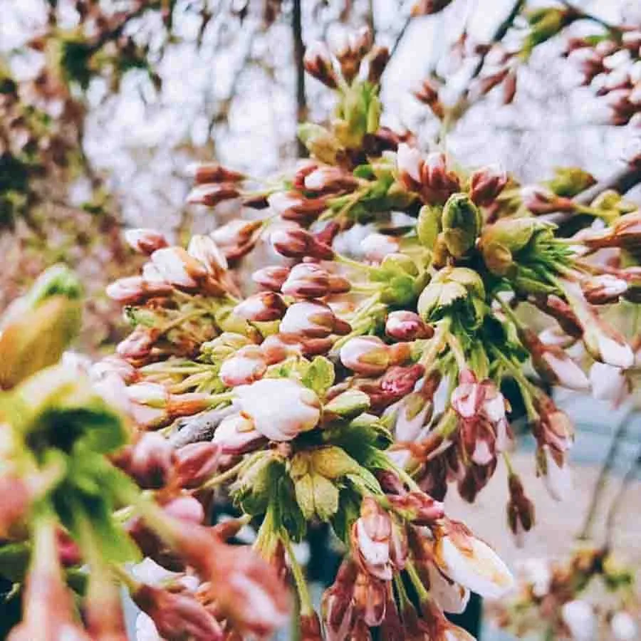 Prydnadskörsbär Vårkörsbär Accolade, rosa och vita blomknoppar på täta grenar.