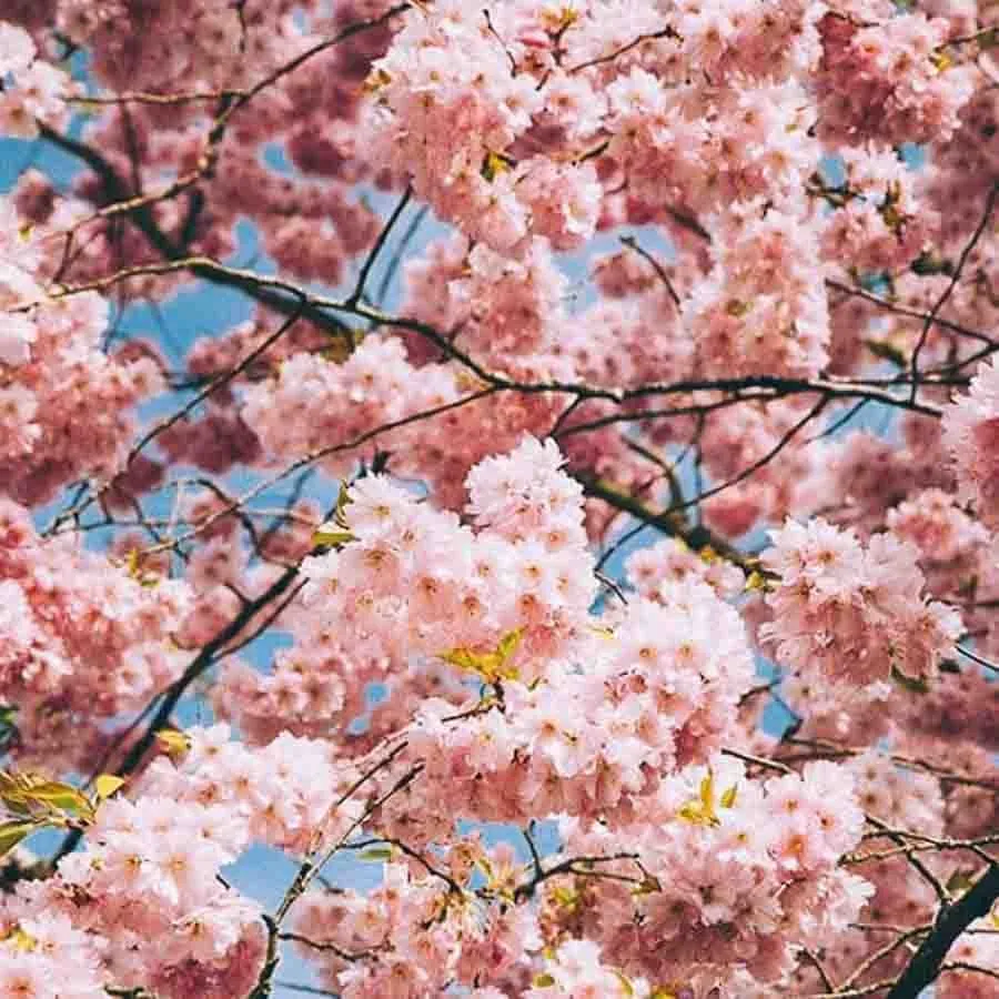 Prydnadskörsbär Vårkörsbär Accolade med täta klasar av ljusrosa blommor mot blå himmel.