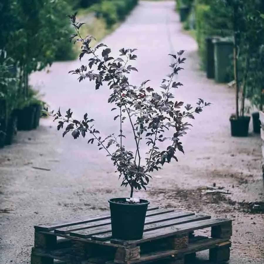Rönnbärsapel Freja med mörkröda blad i svart kruka placerad på en träpall i en plantskola med grusgång och gröna träd i bakgrunden.
