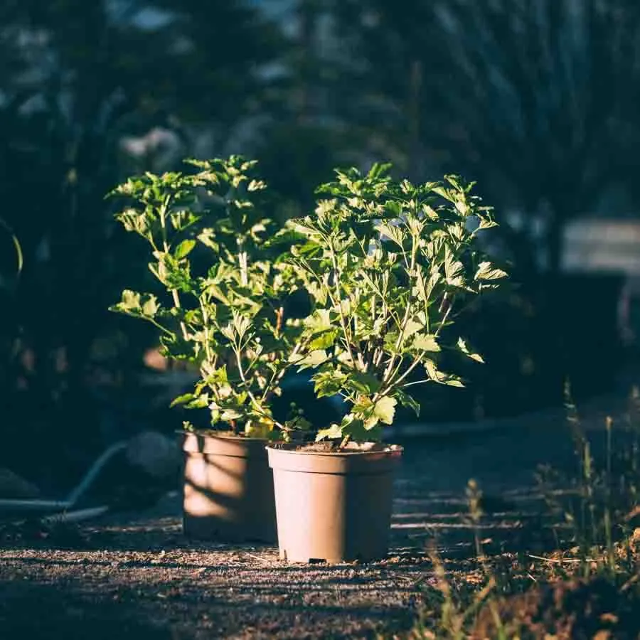 Rosa vinbär Pink Champagne i kruka med gröna blad, fotograferade i motljus utomhus.