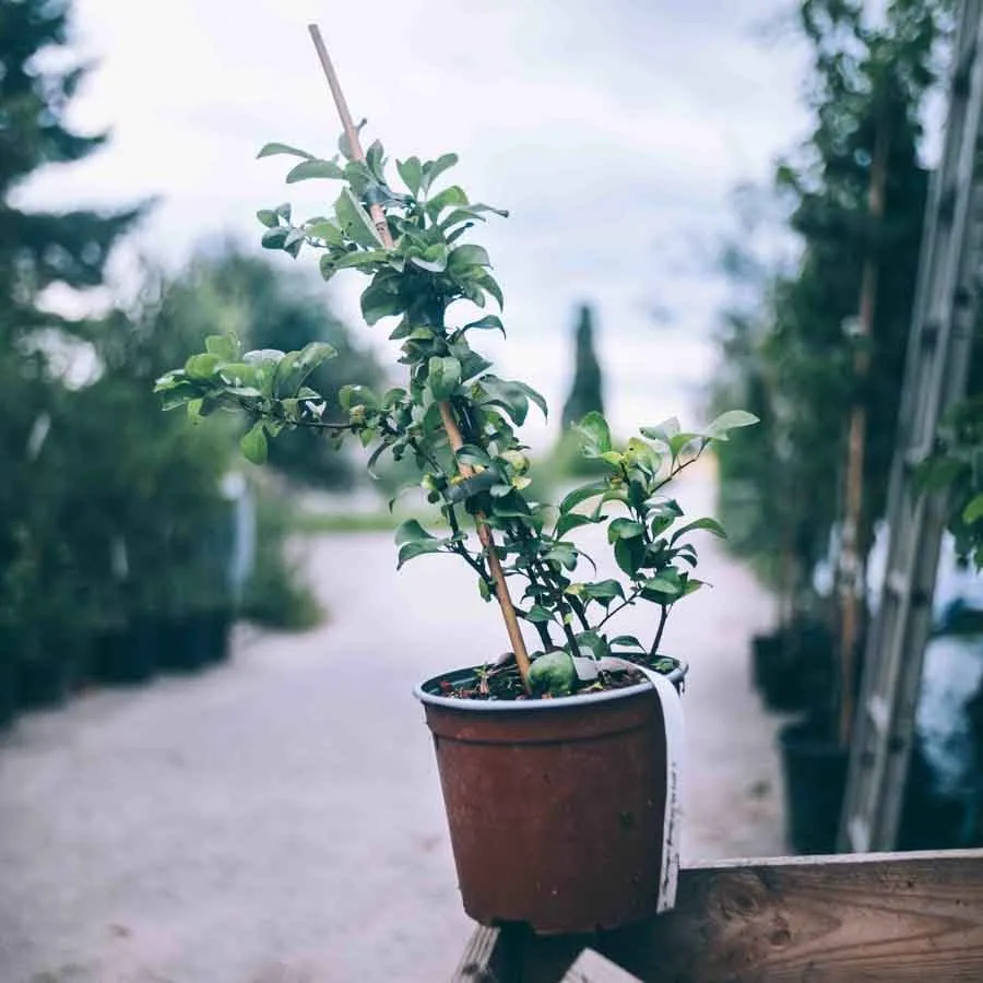 Rosenkvitten Jet Trail i brun plastkruka med tät grön bladverk, placerad på ett trästaket med suddig bakgrund av plantskolegång.