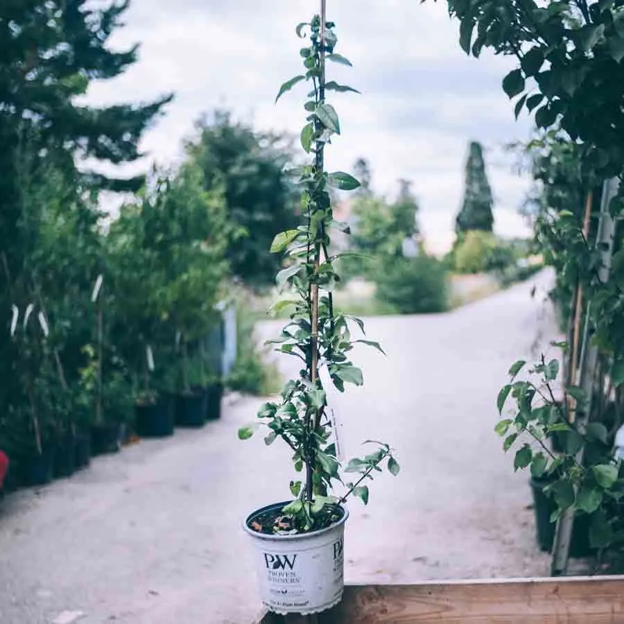 Rosenkvitten Mango Storm i vit kruka på grusgång med träd i bakgrunden.