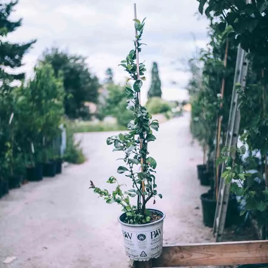 Rosenkvitten Pink Storm i kruka, uppbunden mot en käpp, fotograferad i en plantskola med gång och växtlig omgivning i bakgrunden.