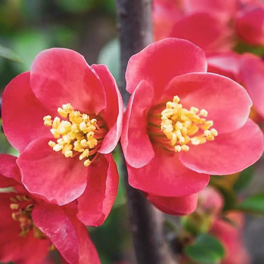 Rosenkvitten Pink Trail med två starkt rosa blommor i närbild och gul mitt.