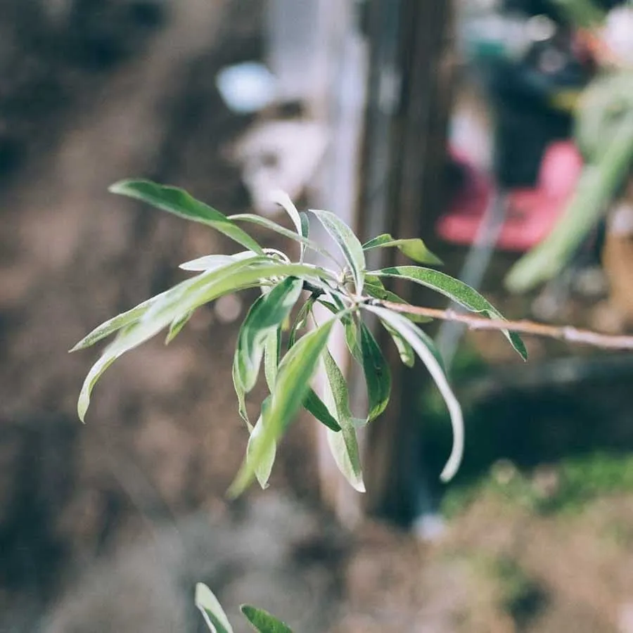Silverpäron Pendula med smala, silvergröna blad i närbild.