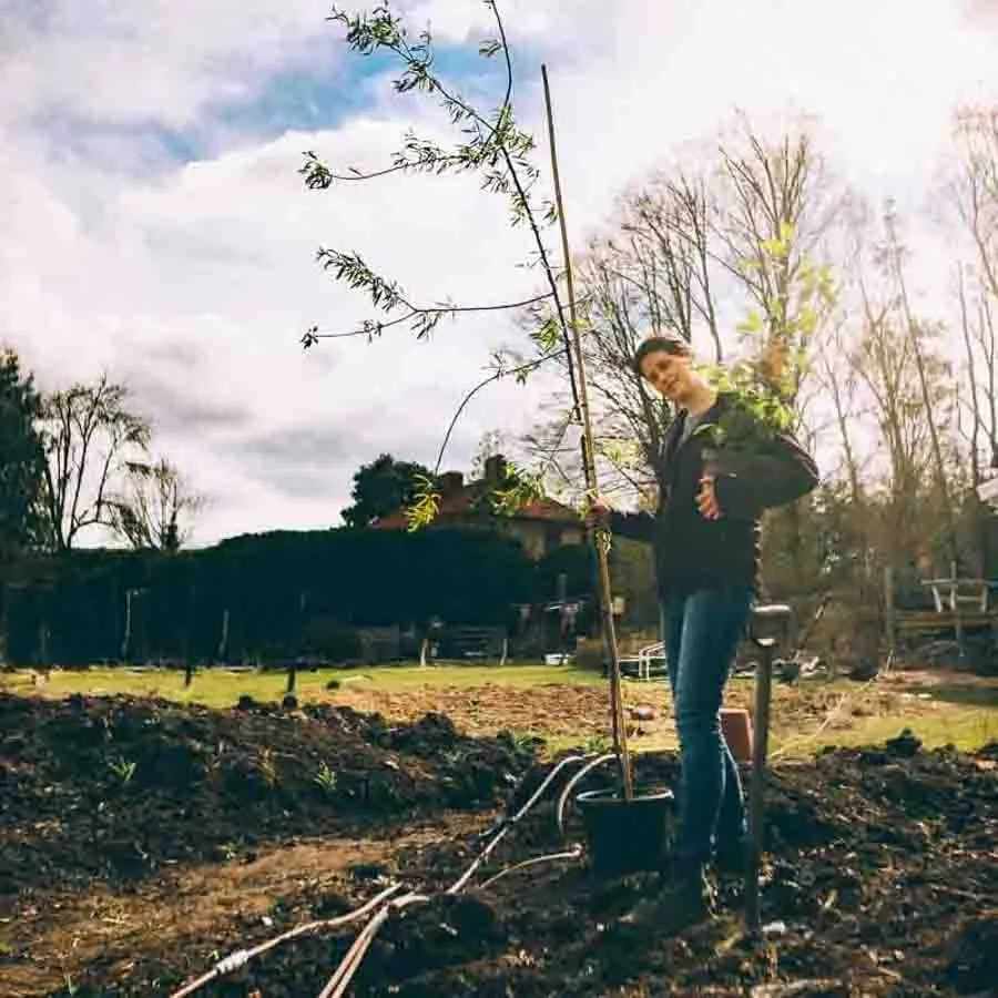 Silverpäron Pendula, person håller ungt träd i kruka på jordig plantering med sol och träd i bakgrunden.