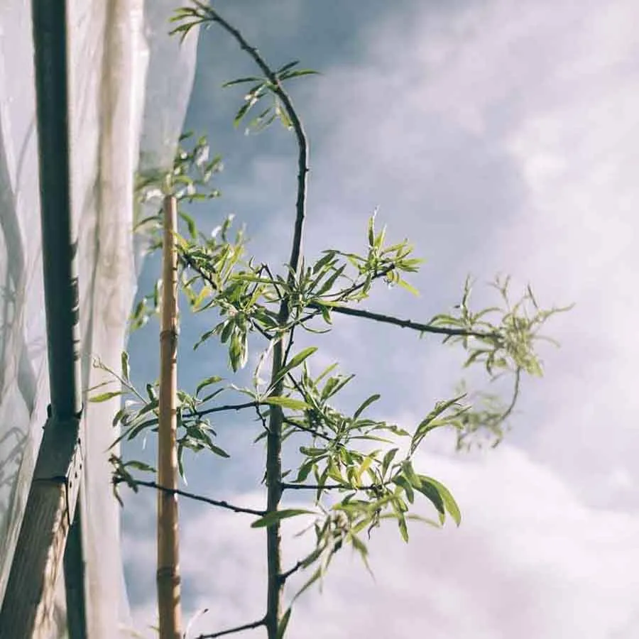 Silverpäron Pendula fotograferat underifrån mot himlen, med unga blad på grenarna vid växthusduk.