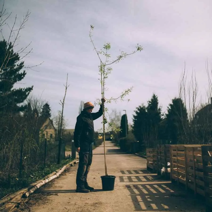 Silverpäron Pendula i kruka, ett ungt hängande träd med smala blad, uppvisat av en person i utomhusmiljö.