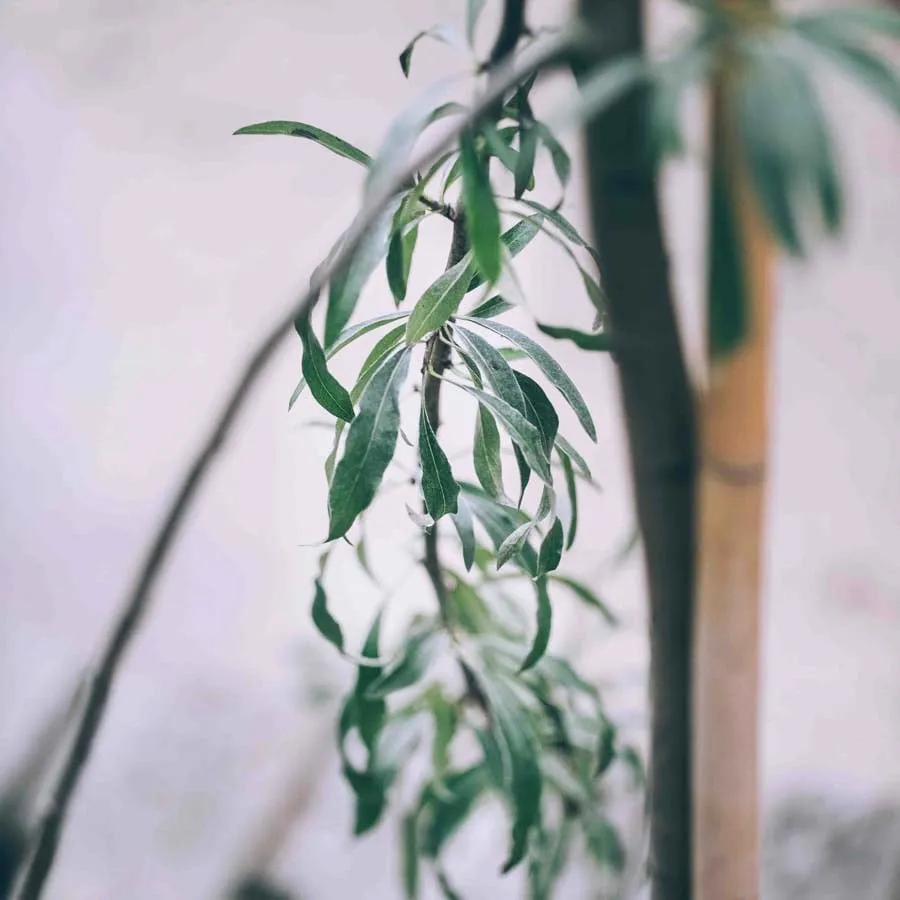 Silverpäron Pendula med smala, grågröna blad mot ljus bakgrund.