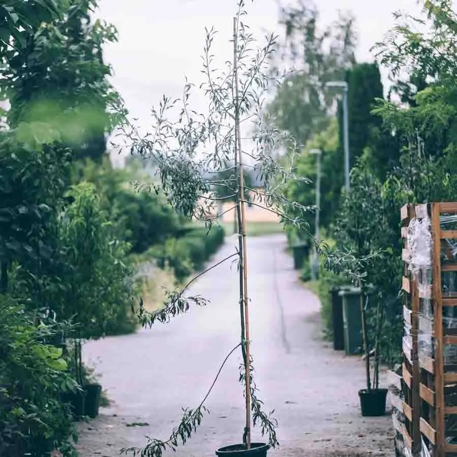 Silverpäron Pendula som ung planta i kruka på grusgång.
