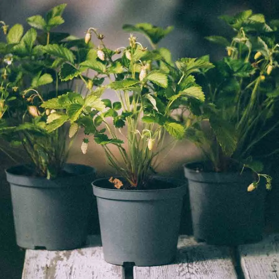 Smultron Yellow wonder i krukor med ljusgula bär och frodiga gröna blad.