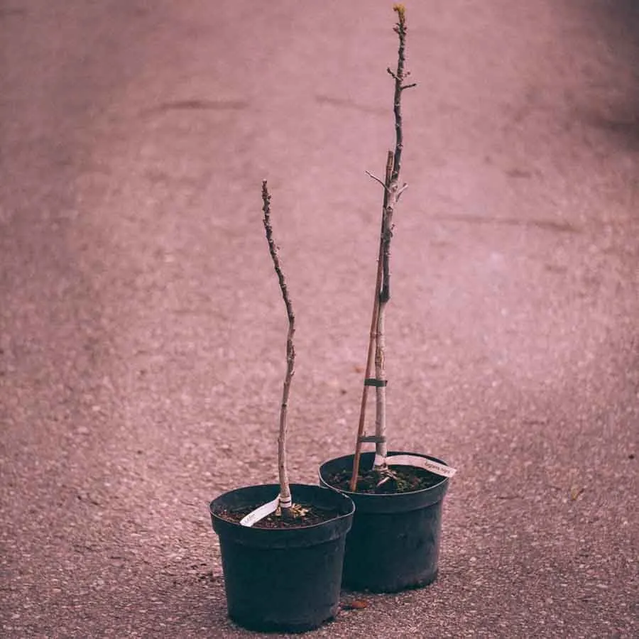 Svart valnöt Juglans nigra unga trädplantor i svarta krukor stående på en asfalterad väg.