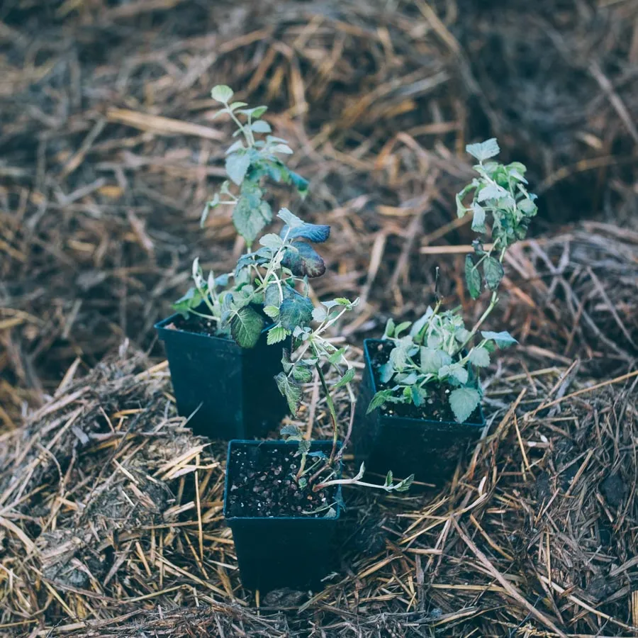 Taybär Buckingham björnbärshallon som små plantor i svarta plastkrukor placerade på halm.