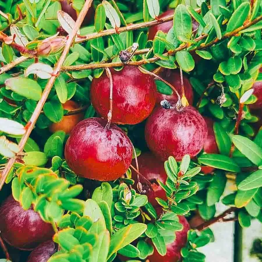 Tranbär av sorten Early Black mogna på lågväxande buske.