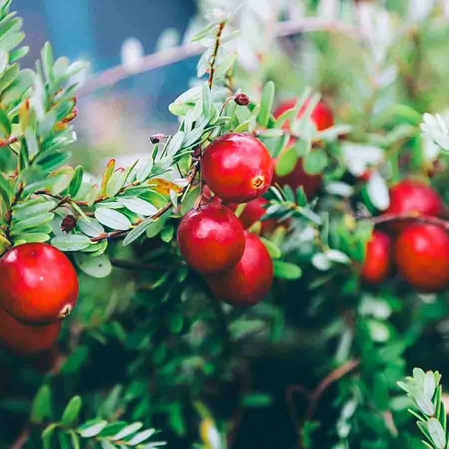 Tranbär Pilgrim med röda bär i närbild bland gröna blad på en frodig buske.