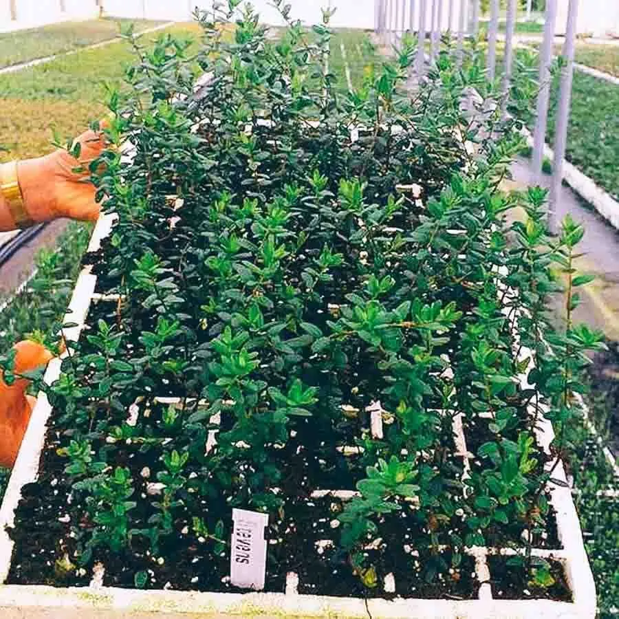 Tranbär Stevens som unga plantor i odlingsbrätte.