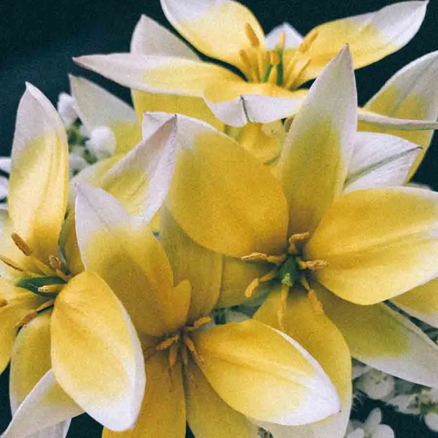 Flocktulpan Tulipa tarda med gula och vita blomblad i närbild.