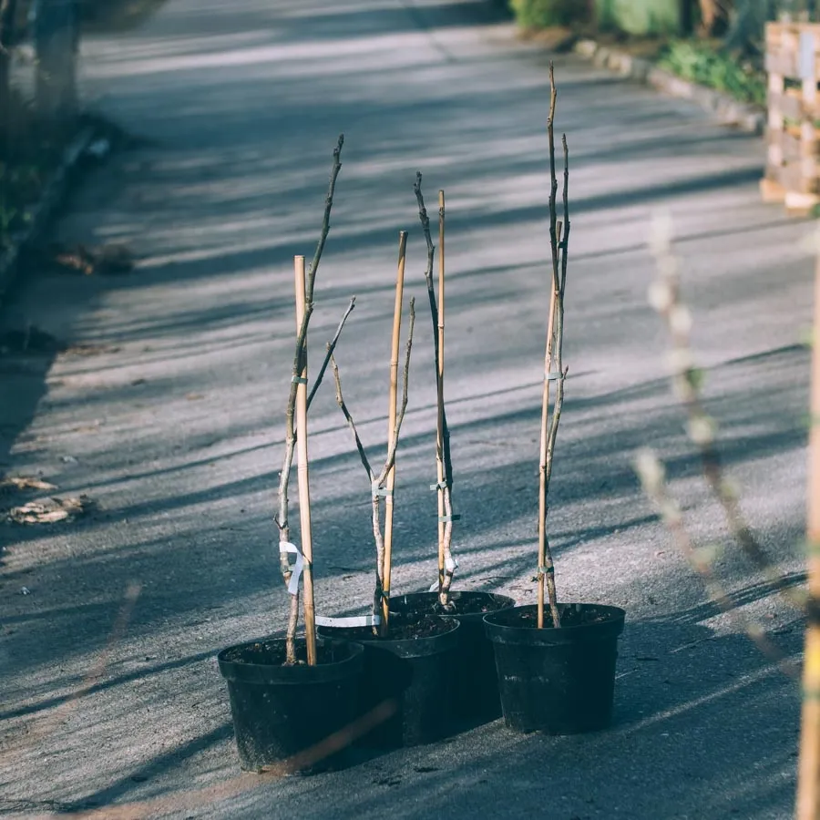 Valnöt Chandler Juglans nigra som unga plantor i svarta krukor på en asfalterad väg.