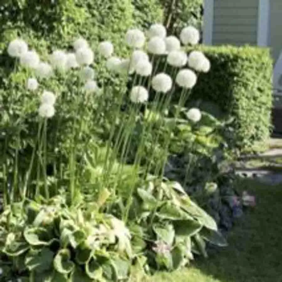 Vårlök Allium Mount Everest med höga stjälkar och stora vita klotformade blommor i en trädgårdsrabatt.