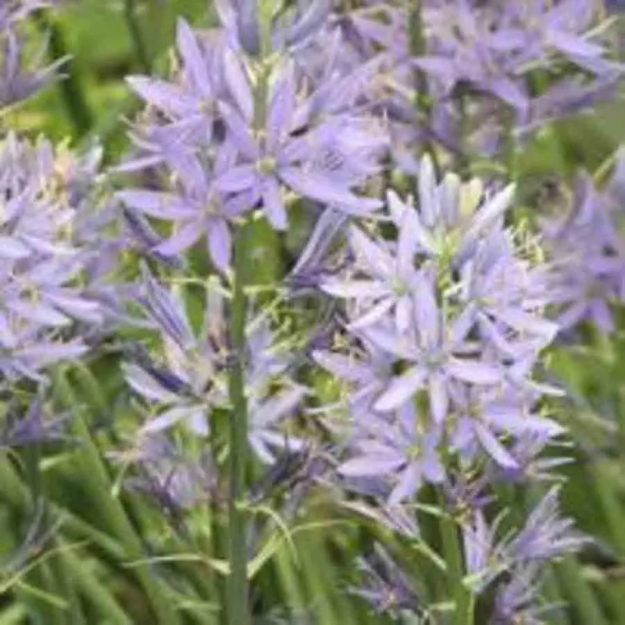 Vårlök Camassia cusickii med blåvioletta stjärnformade blommor i täta klasar.