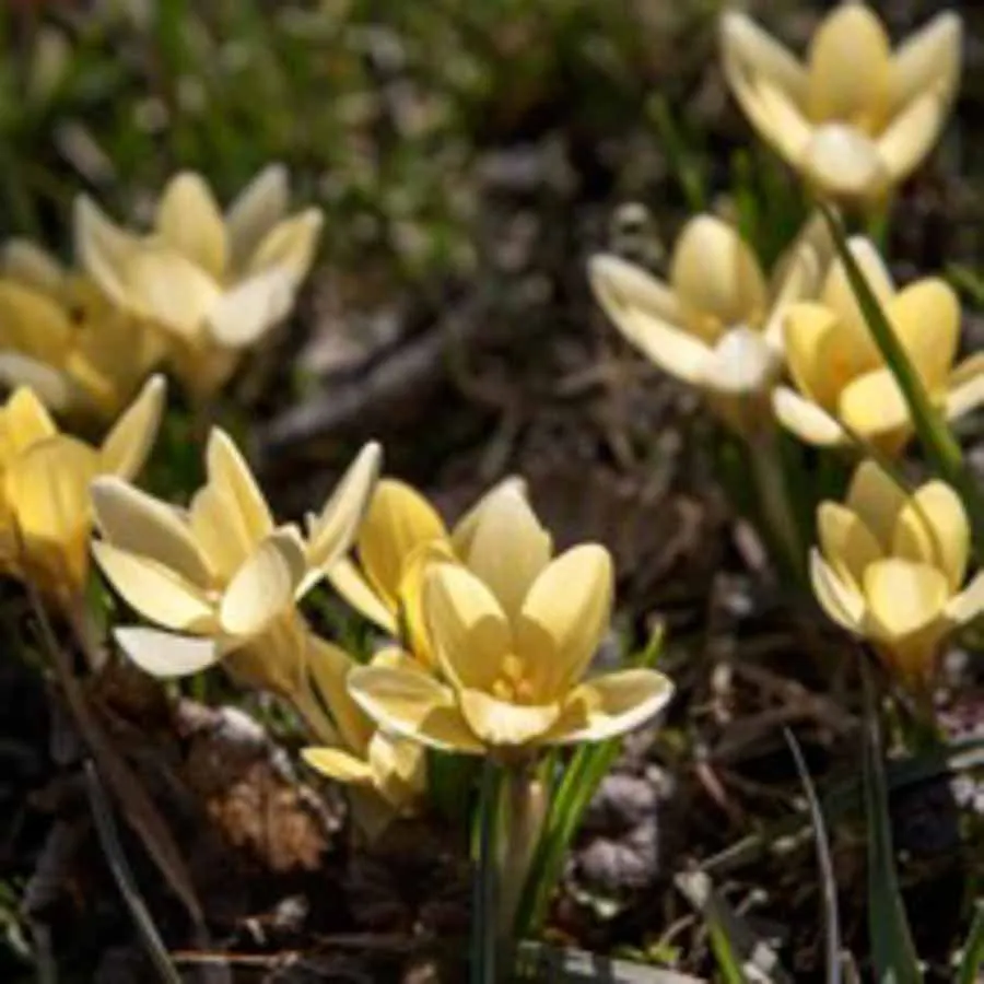 Vårlök Crocus Romance med ljusgula blommor som blommar nära marken.