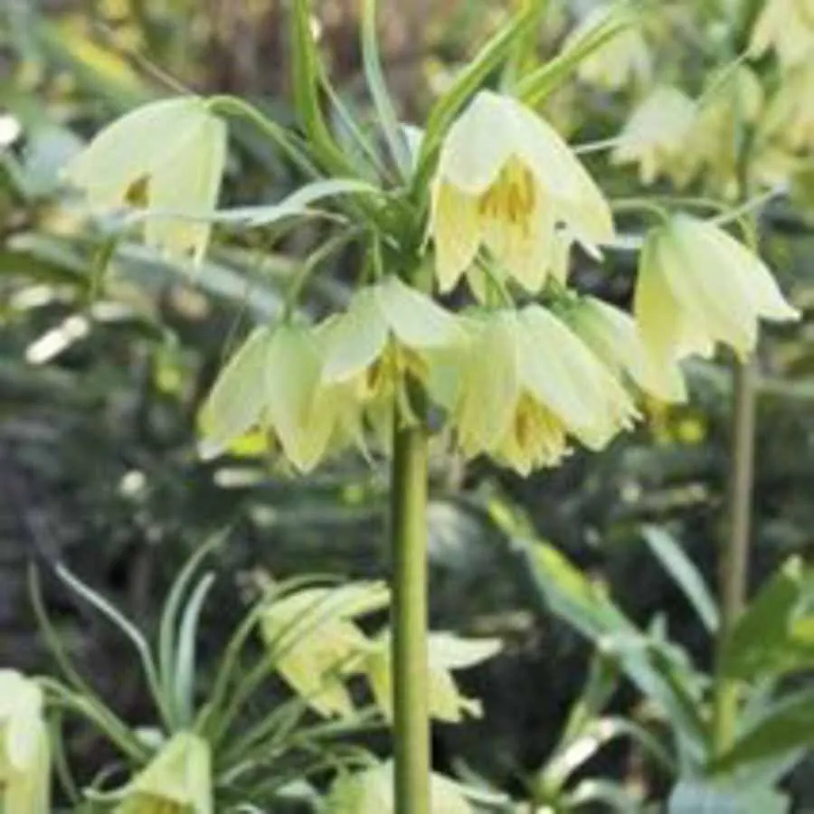 Vårlök Fritillaria Raddeana med blekgula klockformade blommor i klasar på en hög stjälk, omgiven av gröna blad.