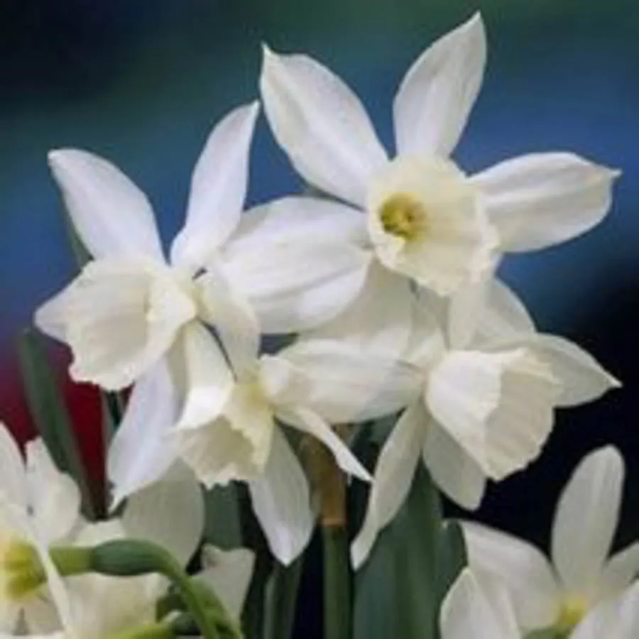 Vårlök orkidenarciss Thalia i blom med vita eleganta blommor.