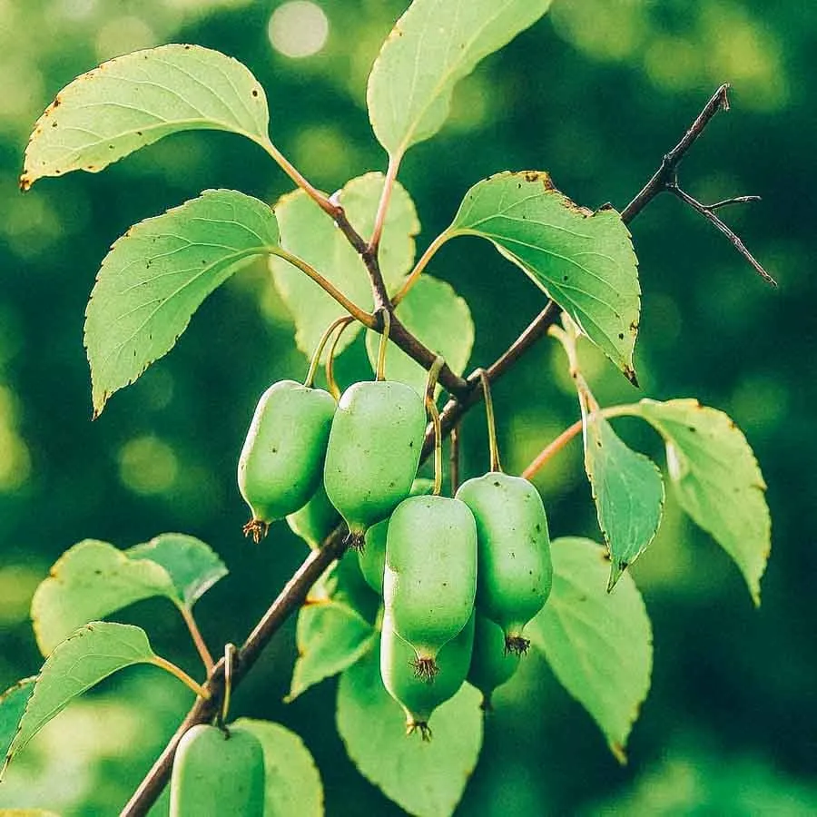 Minikiwi Issai med täta klasar av mogna, gröna bär som hänger från en gren omgiven av friskt, grönt bladverk.