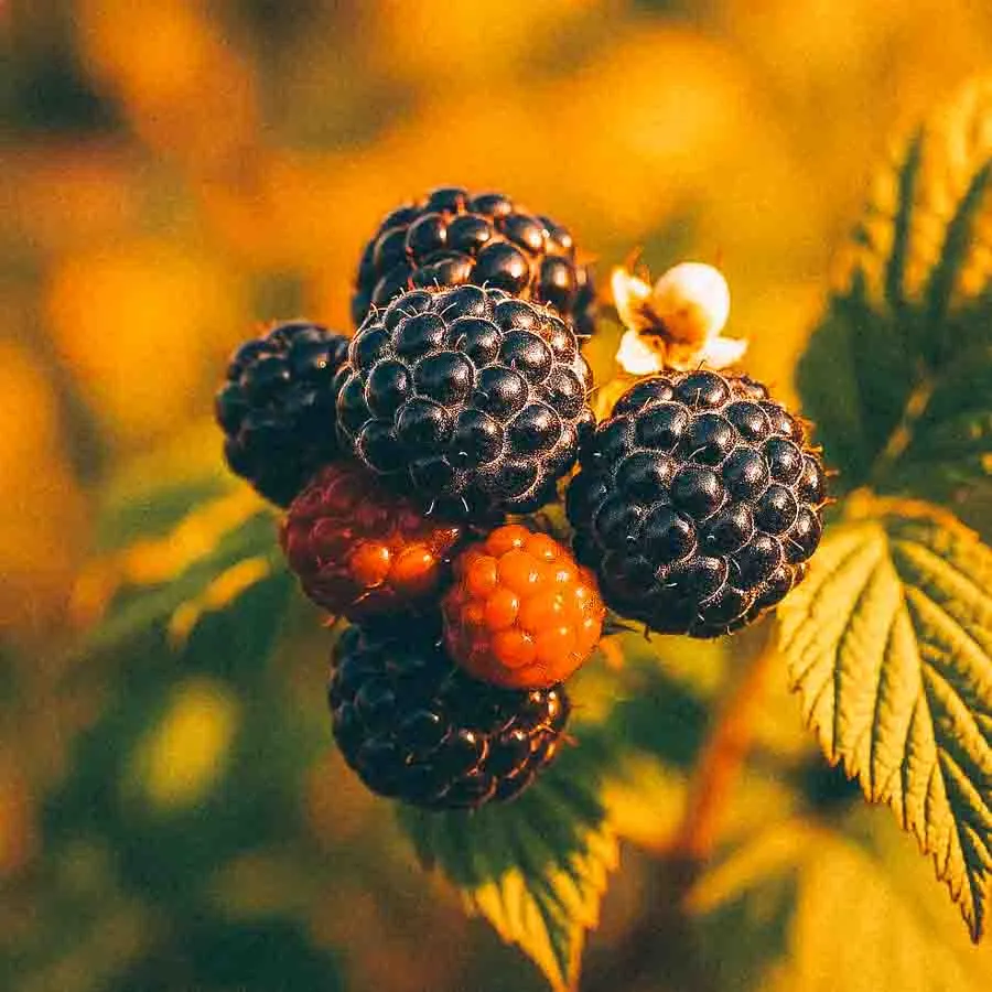 Svarthallon Jewel visar mogna svarta och röda bär i klunga mot en varm, gyllene bakgrund, med gröna blad i förgrunden.