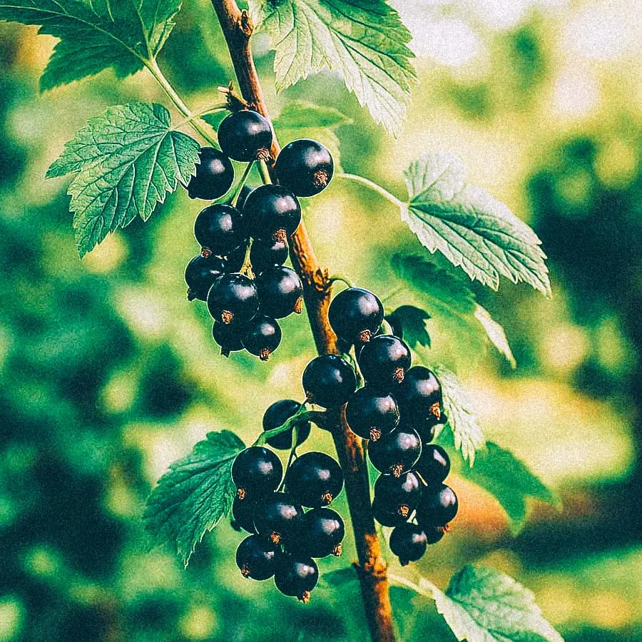 Svarta vinbär i fasta, fina klasar på kvist med grönska i bakgrunden.