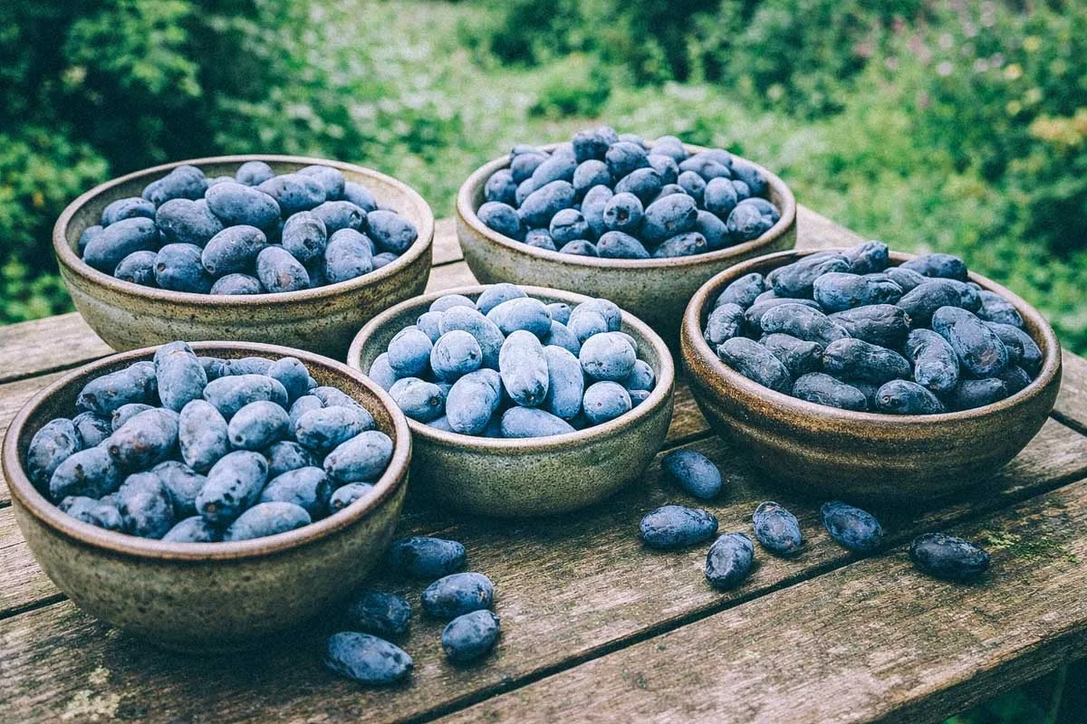 blabarstry-fem-sorter-2