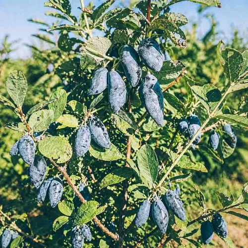 Blåbärstry Blue Banana