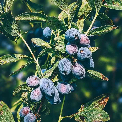 Blåbärstry Blue Treasure